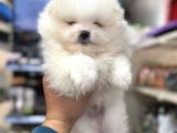 A Kalite Ayıcık Surat Pomeranian Yavrularımız