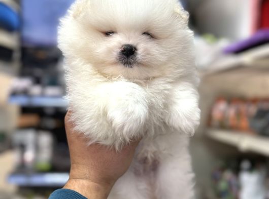 A Kalite Ayıcık Surat Pomeranian Yavrularımız görsel