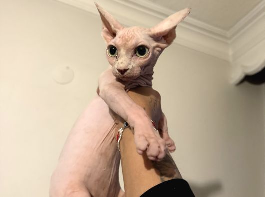 Pembe Kanada Sfenks görsel