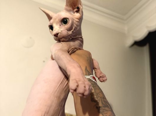 Pembe Kanada Sfenks görsel