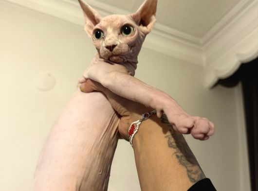 Pembe Kanada Sfenks görsel