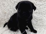 SİYAH PUG BEBEKLER