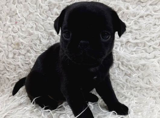 Si̇yah Pug Bebekler