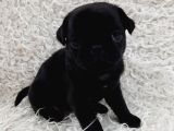 Si̇yah Pug Bebekler