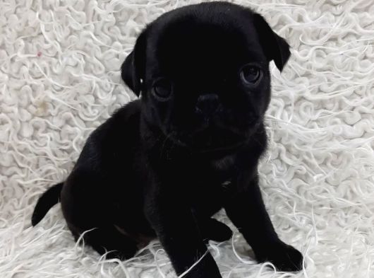 Si̇yah Pug Bebekler görsel