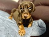 BİBLO GİBİ DOBERMAN YAVRULARI