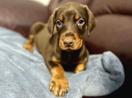 Bi̇blo Gi̇bi̇ Doberman Yavrulari