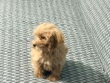 3 Aylık Dişi Poodle