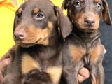 Safkan Üreti̇mden Ki̇ng Doberman Yavrular