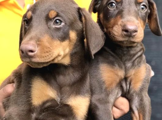 Safkan Üreti̇mden Ki̇ng Doberman Yavrular görsel