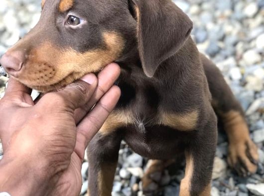 Safkan Üreti̇mden Ki̇ng Doberman Yavrular görsel