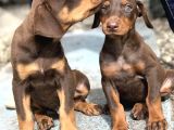 SAFKAN ÜRETİMDEN KİNG DOBERMAN YAVRULAR