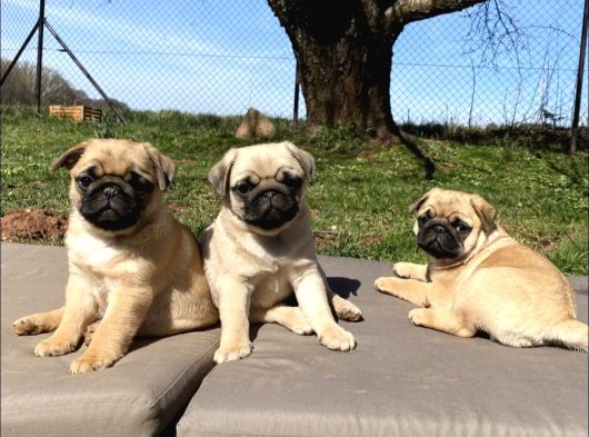 Pug Mops Kardeşler