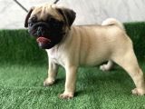 SAFKAN PUG MOPS BEBEKLER