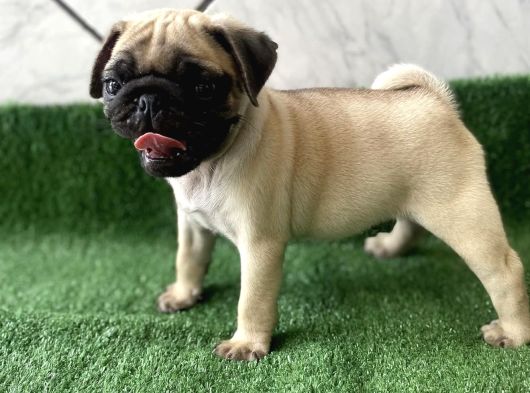 Safkan Pug Mops Bebekler