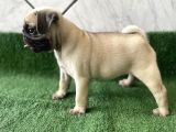 Safkan Pug Mops Bebekler