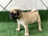 Safkan Pug Mops Bebekler