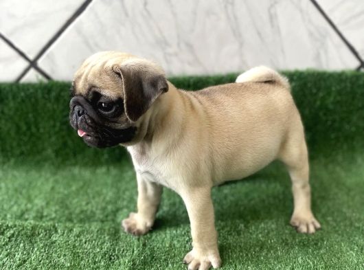 Safkan Pug Mops Bebekler görsel