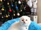 Scottish Fold Silver Point