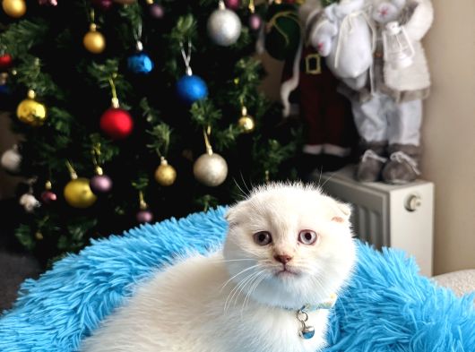Scottish Fold Silver Point görsel