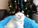 Scottish fold silver point