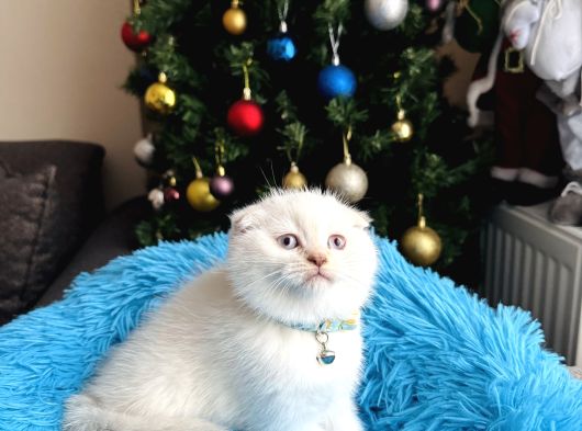 Scottish Fold Silver Point