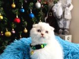 Scottish Fold Silver Point
