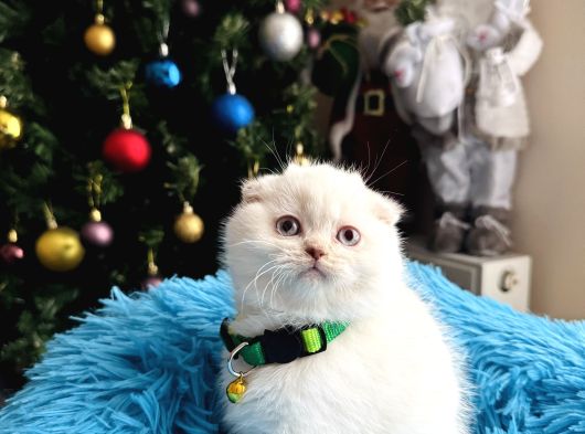 Scottish Fold Silver Point görsel