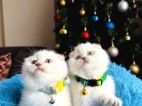 Scottish Fold Silver Point