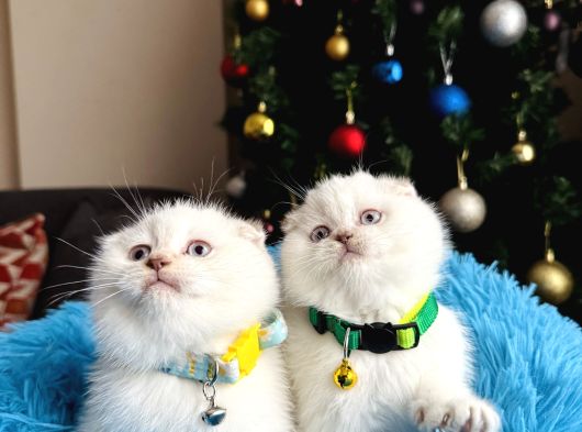 Scottish Fold Silver Point görsel