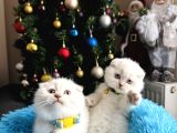 Scottish Fold Silver Point