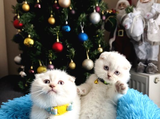 Scottish Fold Silver Point görsel