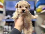 A kalite ayıcık surat pomeranian yavrularımız