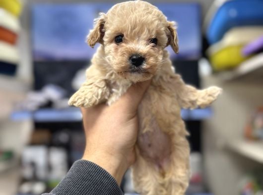 A Kalite Ayıcık Surat Pomeranian Yavrularımız