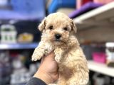 A kalite maltipoo yavrular toy poodle tadında