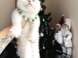 Scottish Fold Silver Point