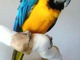 Konuşan Evcil Sarı-Lacivert Macaw