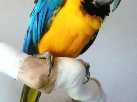 Konuşan Evcil Sarı-Lacivert Macaw görsel