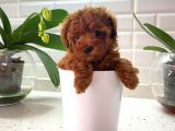 Adana_Petclup