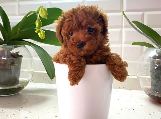 Adana_Petclup görsel
