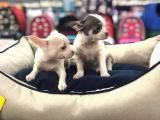 Vonalp Pet Garantisiyle Efsane Güzelli̇kte Chihuaha Yavrular