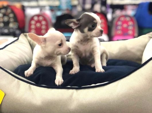 Vonalp Pet Garantisiyle Efsane Güzelli̇kte Chihuaha Yavrular görsel