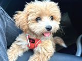 4 Aylik Asilari Yapilmis Maltipoo Yavrusu