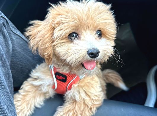 4 Aylik Asilari Yapilmis Maltipoo Yavrusu görsel
