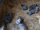Kangal Sivasdan Alınır  Orjinal