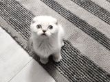 Aile Sıcaklığnda Büyüyen  Scottish Fold British Yvrlr