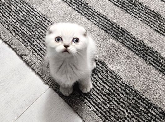 Aile Sıcaklığnda Büyüyen  Scottish Fold British Yvrlr görsel