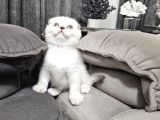 Aile Sıcaklığnda Büyüyen  Scottish Fold British Yvrlr