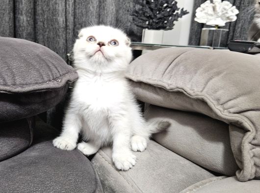 Aile Sıcaklığnda Büyüyen  Scottish Fold British Yvrlr görsel