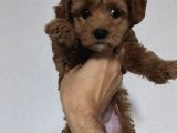 F2 Kore maltipoo dişi aşılı